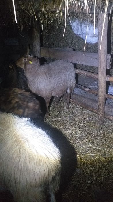 Продам баранух 4 годовы
