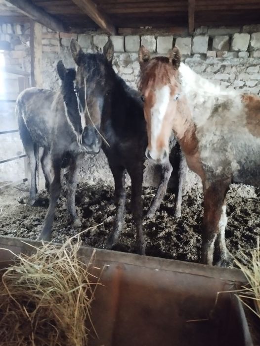 Продам жеребят годовалых