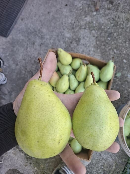 Продавам ябълки и круши