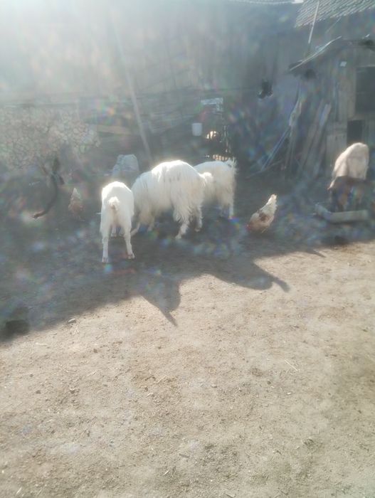 capre de vinzare mai multe detalii la telefon