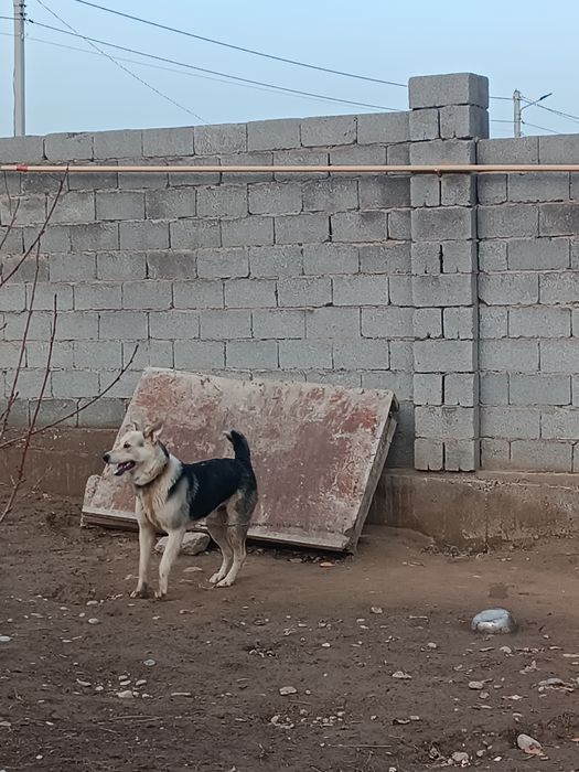 Күшік сатылады бір жасар