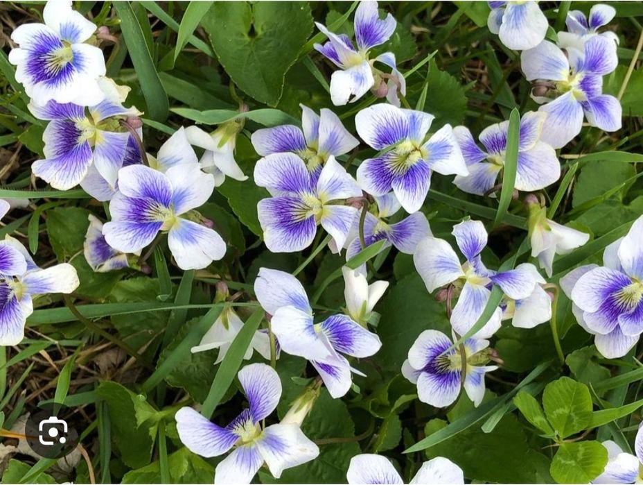 Lot flori ghiveci, gradina