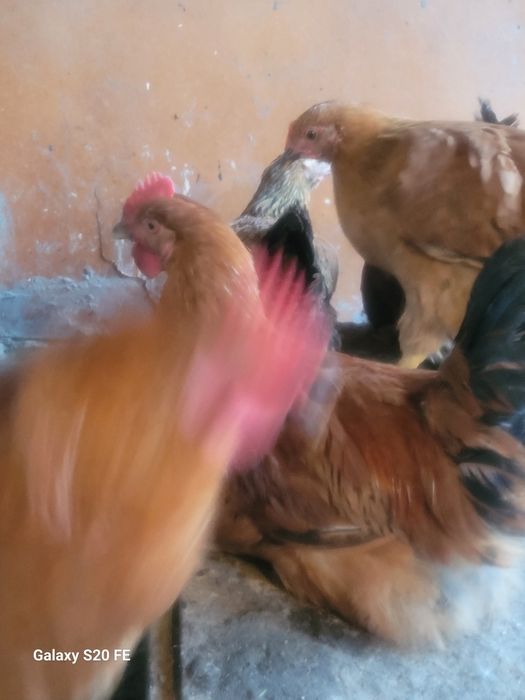 Кученский юбилейный