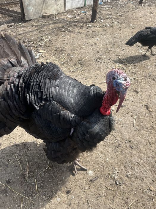 Продам самца и самку