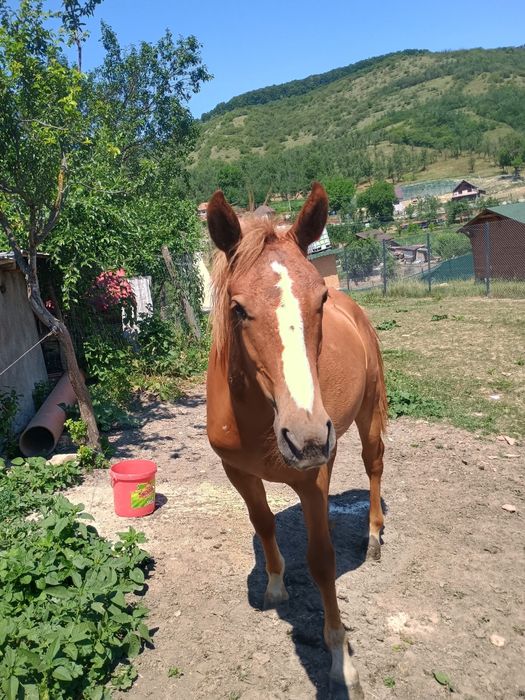 Vând mânză de 1 an
