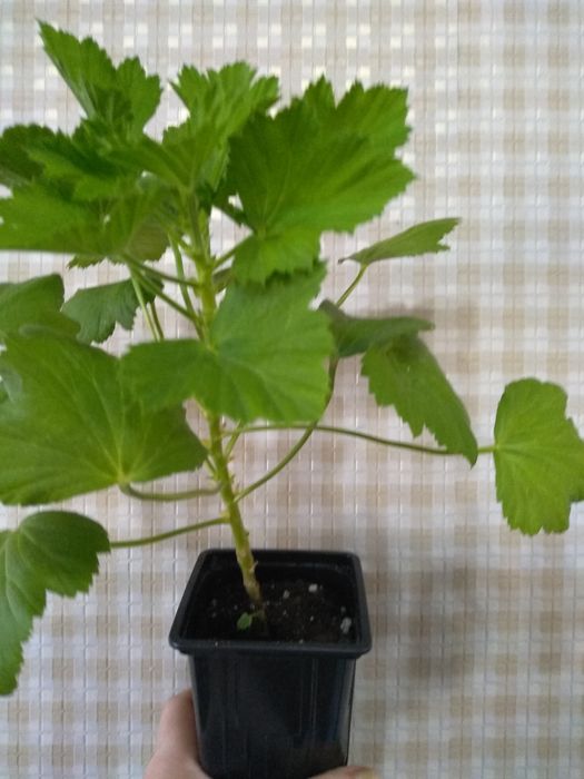 Продам Пеларгонии