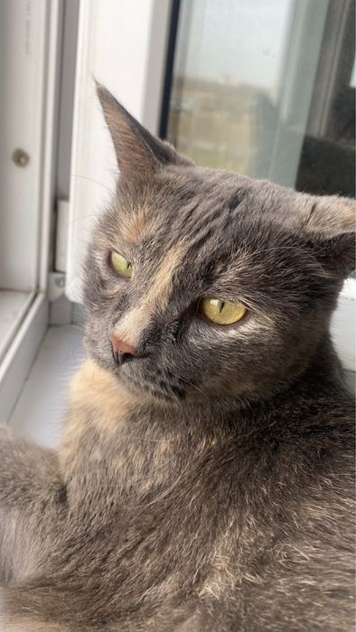 Кошка в поисках дома