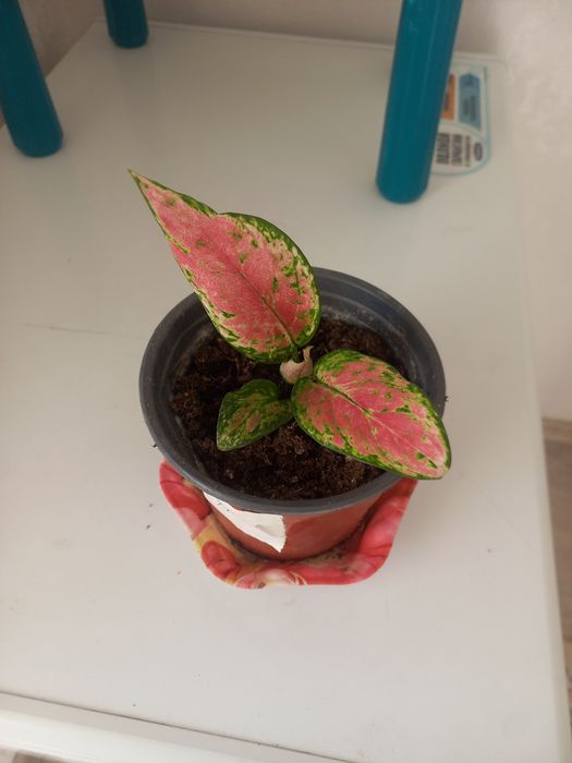 Команатние растения