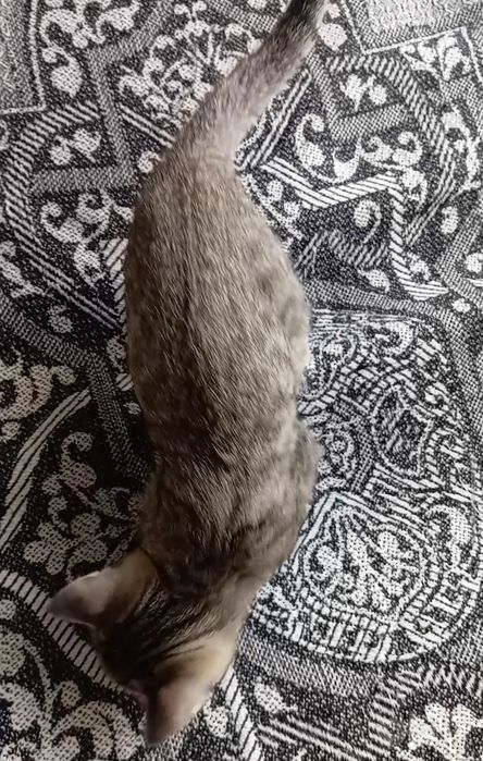 Котенок мальчик, 2 мес., умный, не крикливый.