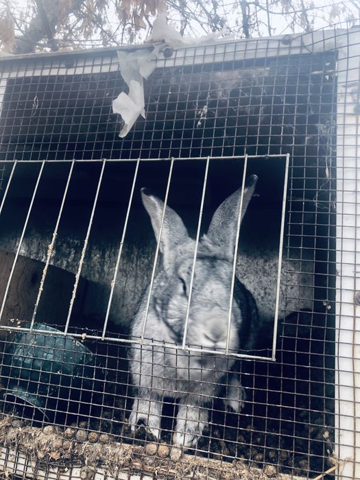 Взрослые кролики