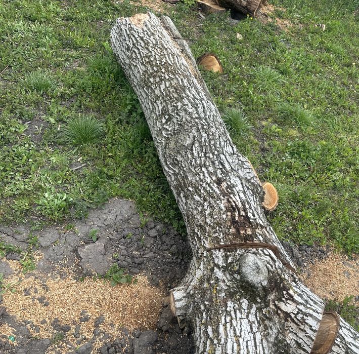 Vand lemn de nuc - trunchi