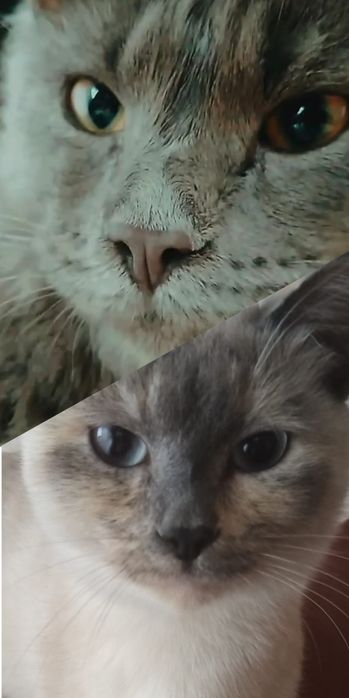 Продаются породистые котята