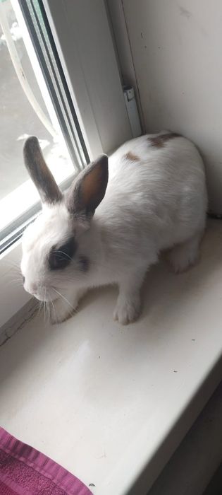 4000 продается кролик