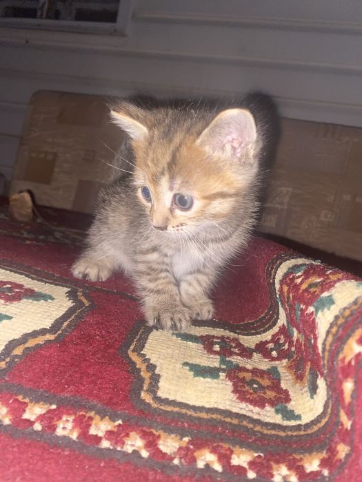 Отдам котят в добрые руки