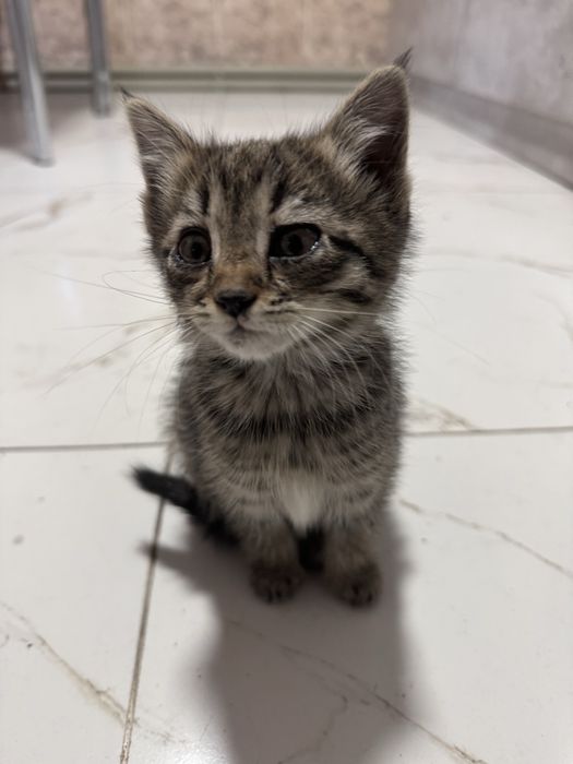 КОТЕНОК девочка совсем маленькая