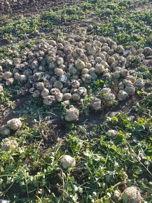 Vând țelină de rădăcină