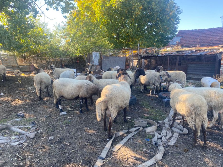 Продавам 15 Овце,1 коч,агнета и шилета