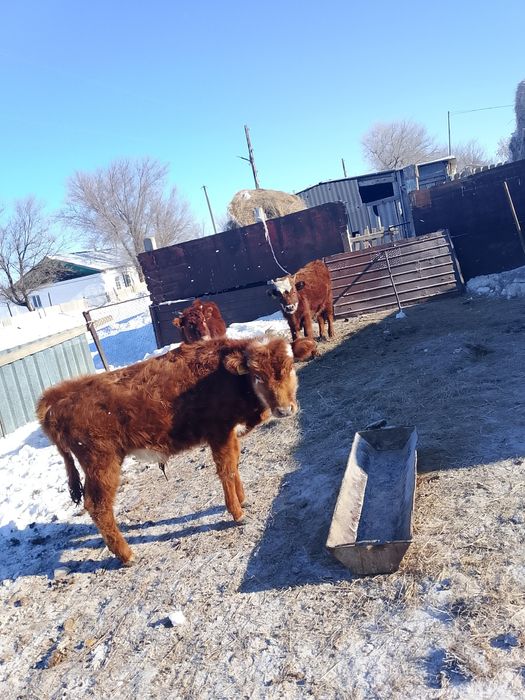 Еркек баспақ  250000