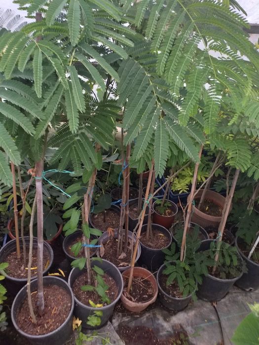 Vand puieti de tei arginti la balot de pământ și arbori de mătase la ghiveci