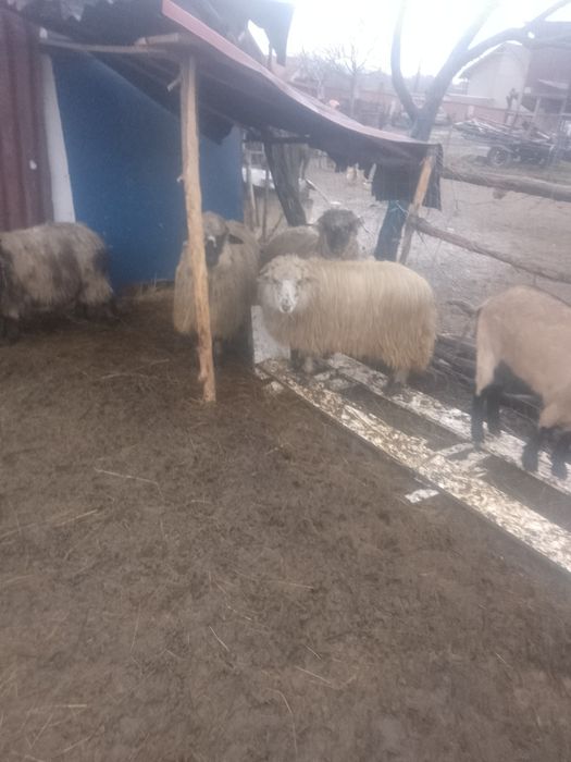 De vânzare doua capre