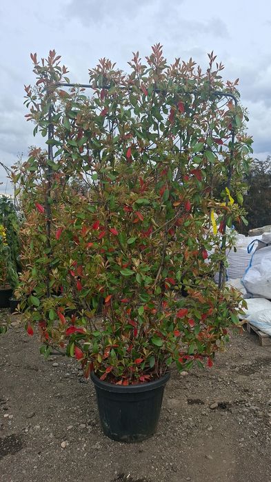 Spalier suport metalic photinia plante terase gard viu