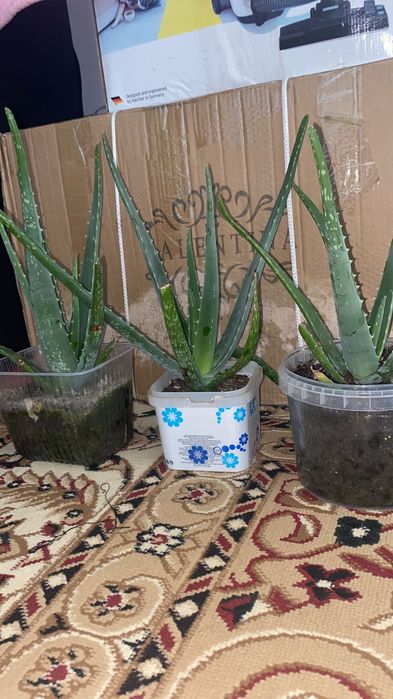 Алоэ гүлдер сатыладыы