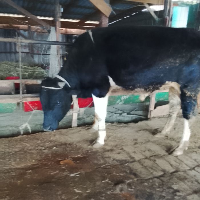 Бұқалар 1.5-2 жас