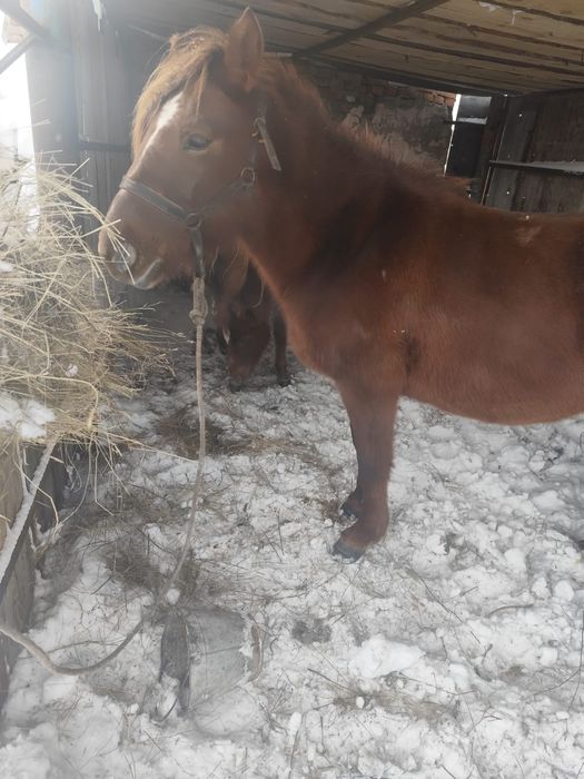 Продам кобылу с жеребёнком