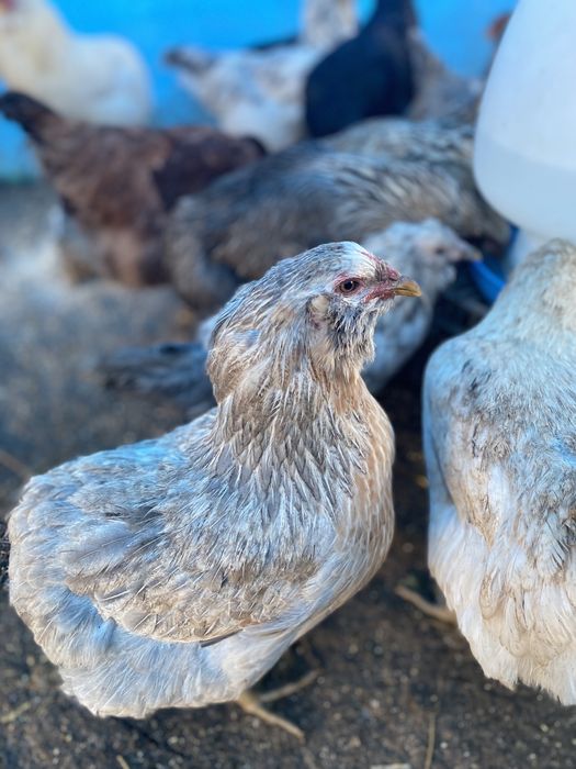 Oua araucana și ameraucana pt incubat