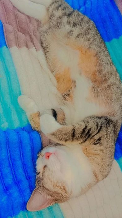 Котята очень КРАСИВЫЕ