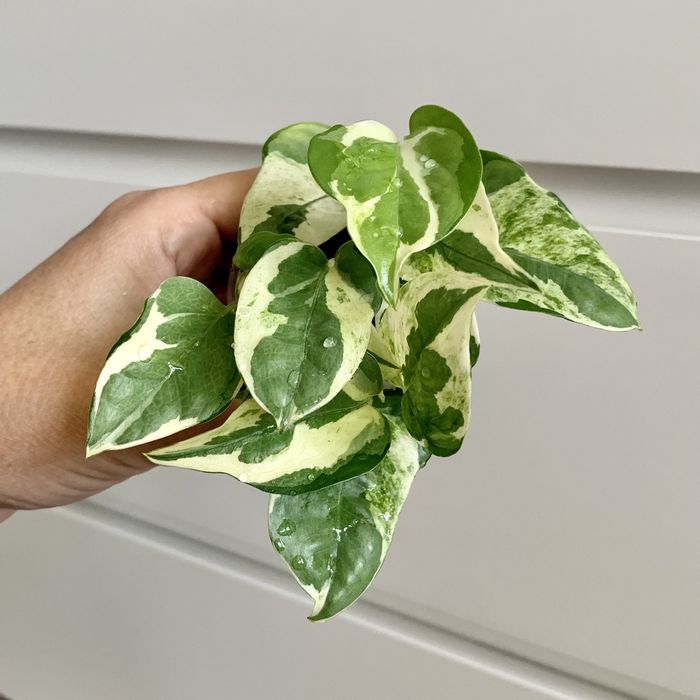 Эпипремнум! Сциндапсус! Комнатные цветы!