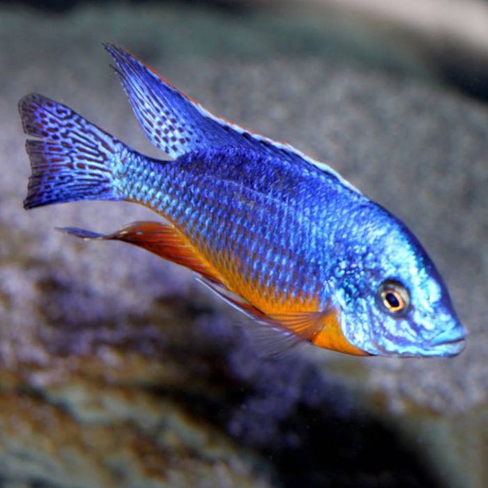 Африкански Цихлиди Малави