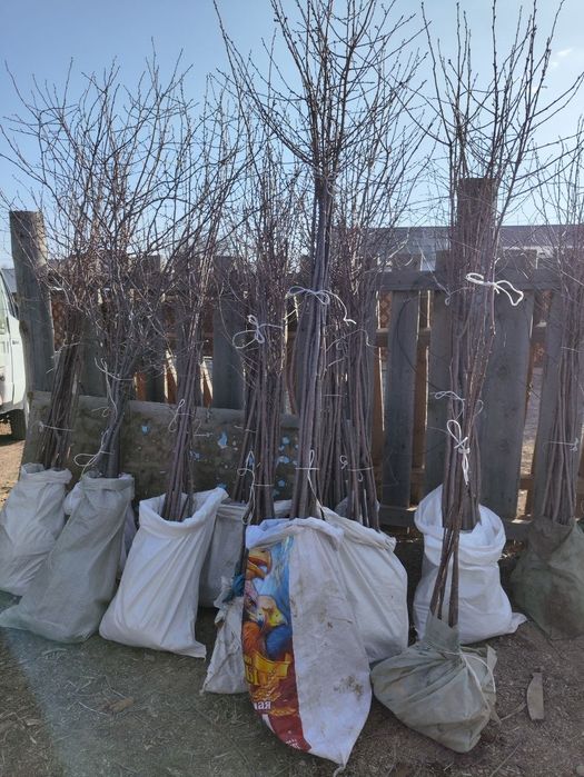 Саженцы местные.