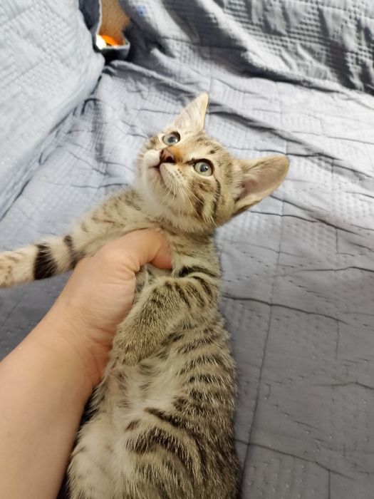 Дарю милых котят
