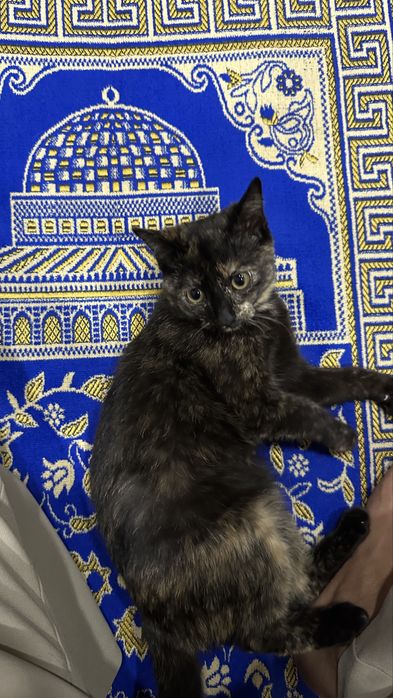 Мысық марғау кошка котёнок