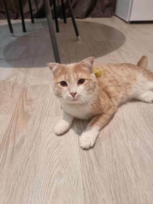 Отдаю в добрые руки кота.