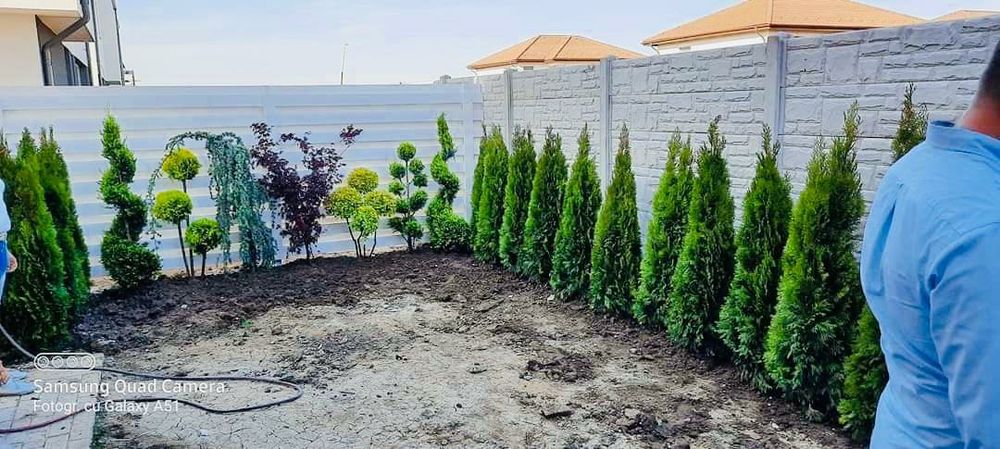 Leylandii chipaross tuia