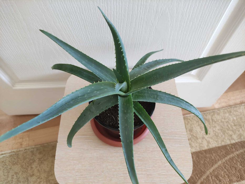 Алоэ в наличии 2500