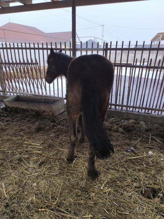 Екі жасар,семіз байтал сатылады