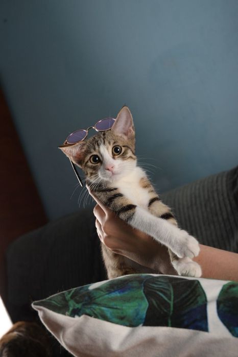 Отдам милых котят