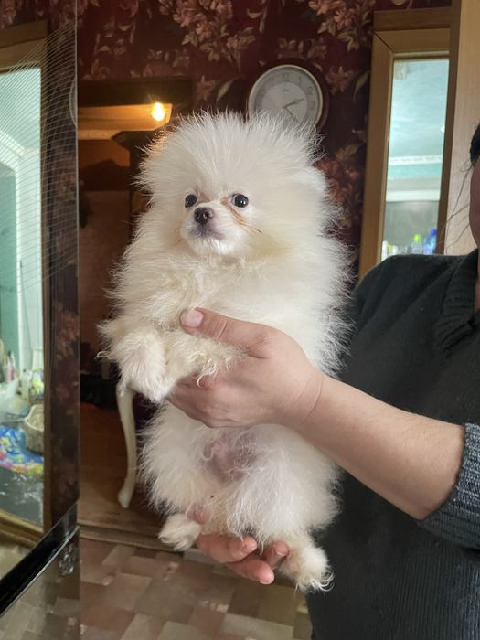 Щенки шпица