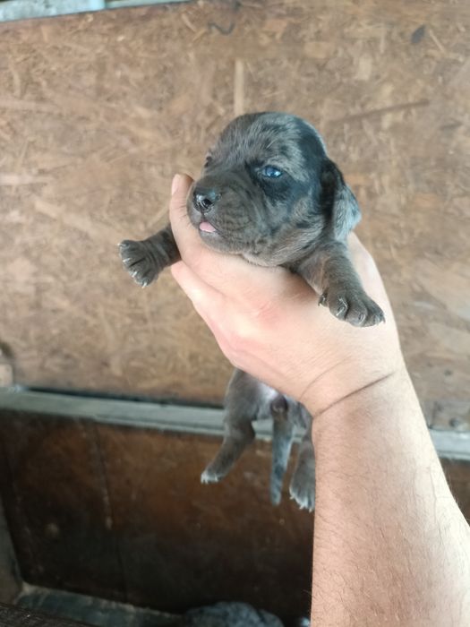 Teckel mini arlechin , tekel mini ochii albastrii , dashund