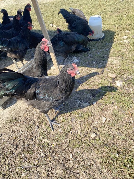 Cocosi australorp