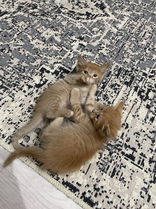 Отдам котят в добрые руки