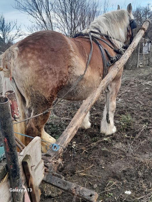 Iapa 7ani 6luni gestanta 165 înălțime