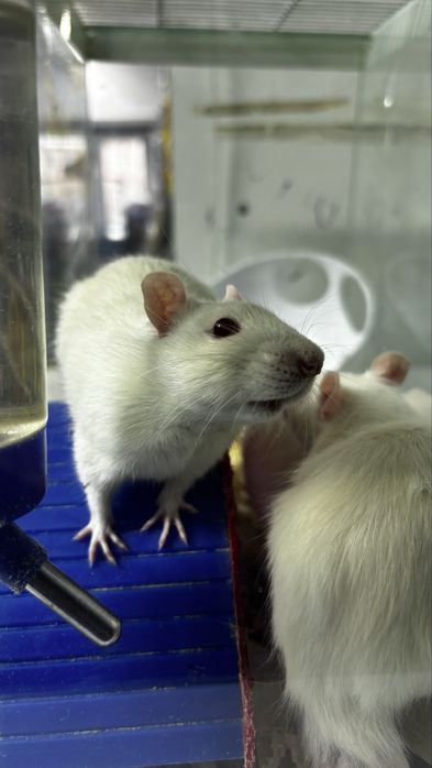 Крыса крысы самцы