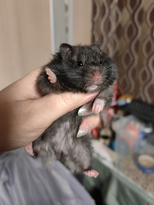 Сирийский хомячок