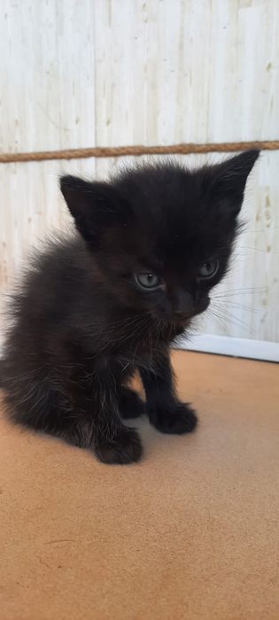 Отдам котят в хорошие руки