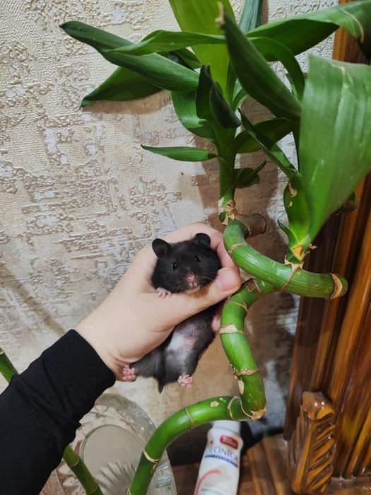 Хомяк кора айикчам