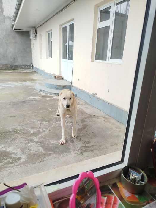 Alabay sotiladi srochno